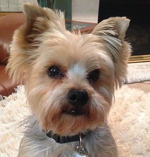 Pet Sitting Cat Sitter Dog Walking Rogers St. Michael Monticello Otsego Albertville Maple Grove