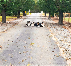 Happy Tails Obedience LLC.