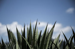 Atrapado en telaraña y agave