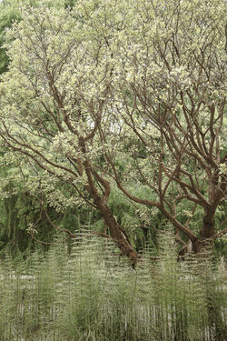 Jardín Botánico, Oaxaca