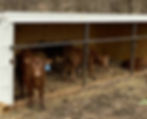 Calf Shelter-Pro-life