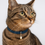 Miniature : Collier pour chat