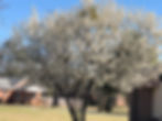 cherry tree