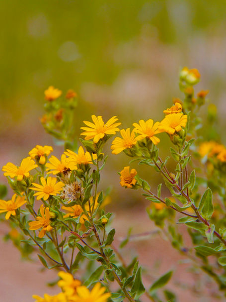 🌕 The Moon, The Body, The Bloom 🌼