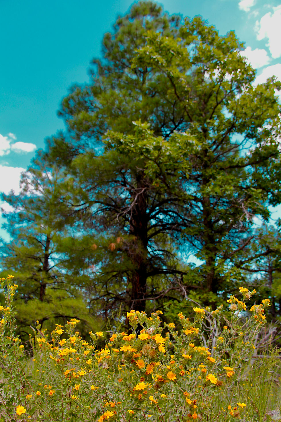 Pretty photo of tree + flowers taken by yours truly :)