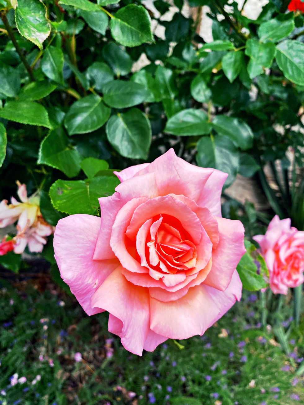 Roses in Germany