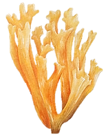 yellow stagshorn.png