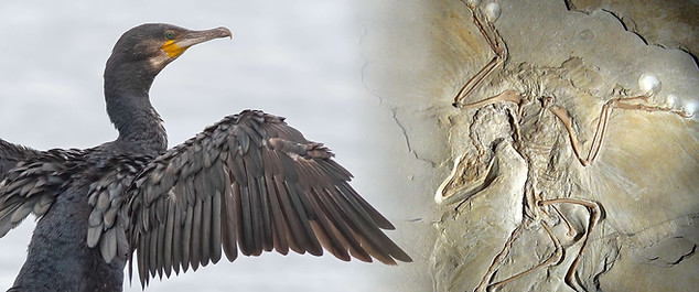new cormorant archae blend small.jpg