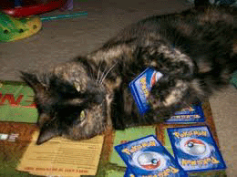 Cat playing cards