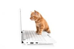 A kitten sitting on a laptop