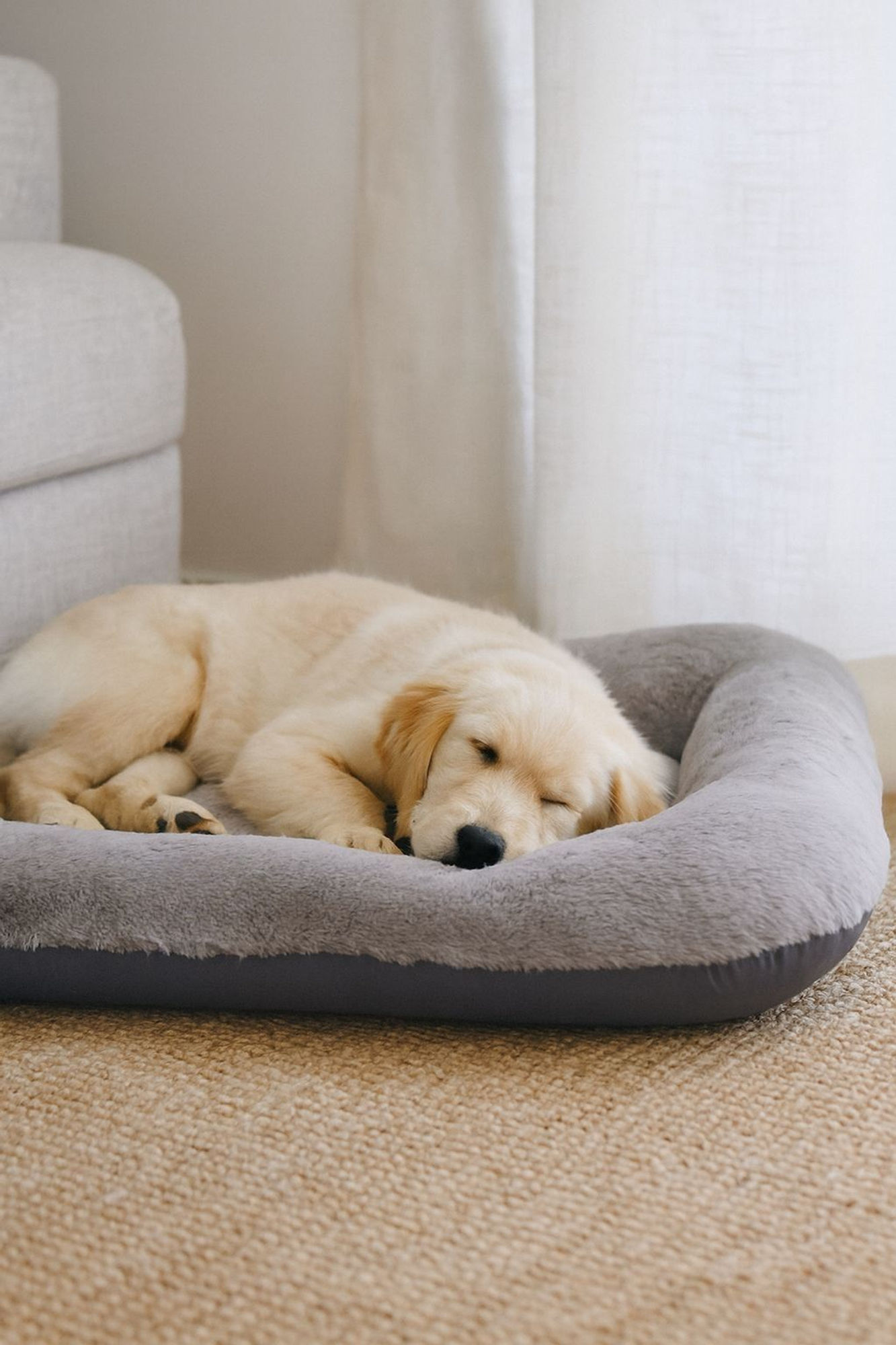 Sally Dog 75 x 95 - Grey