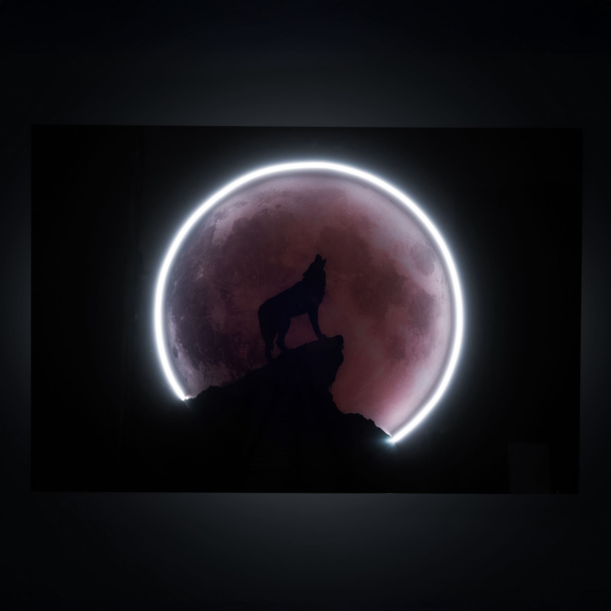 Night Wolf - White - 66 x 99