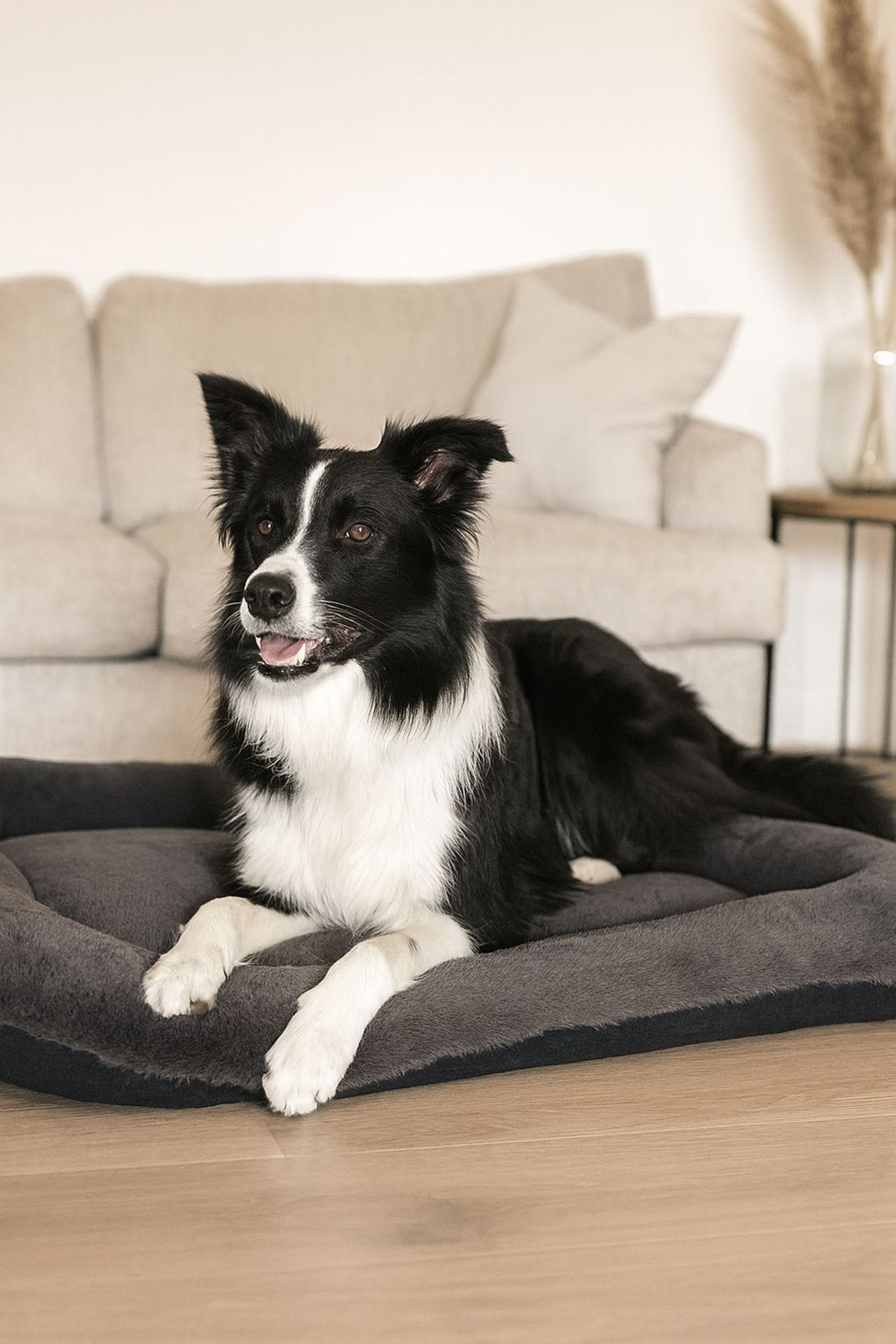 Sally Dog 55 x 75 - Anthracite