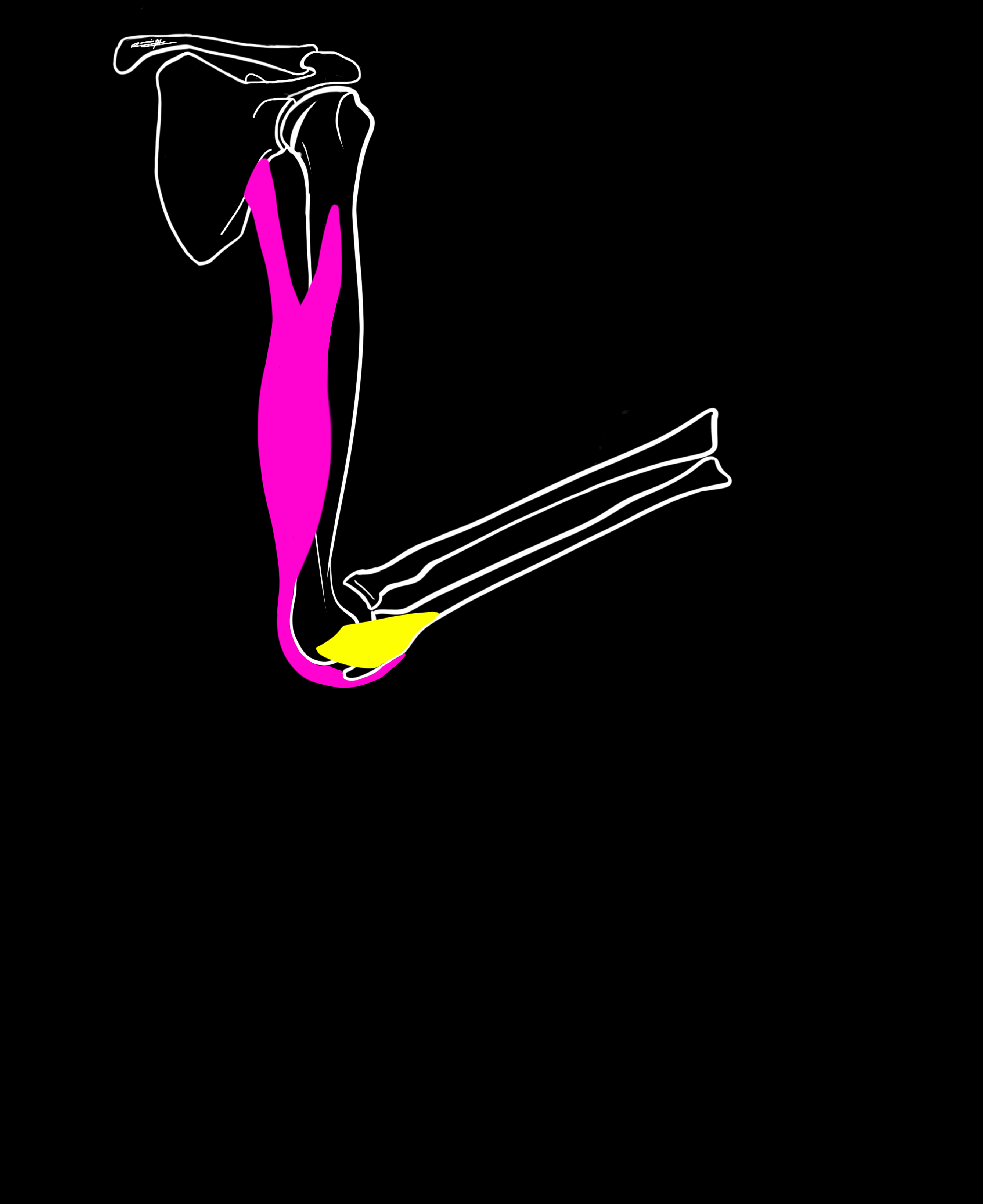 Animated-GIF-Export (3).gif