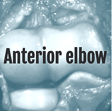 anterior_edited_edited.png