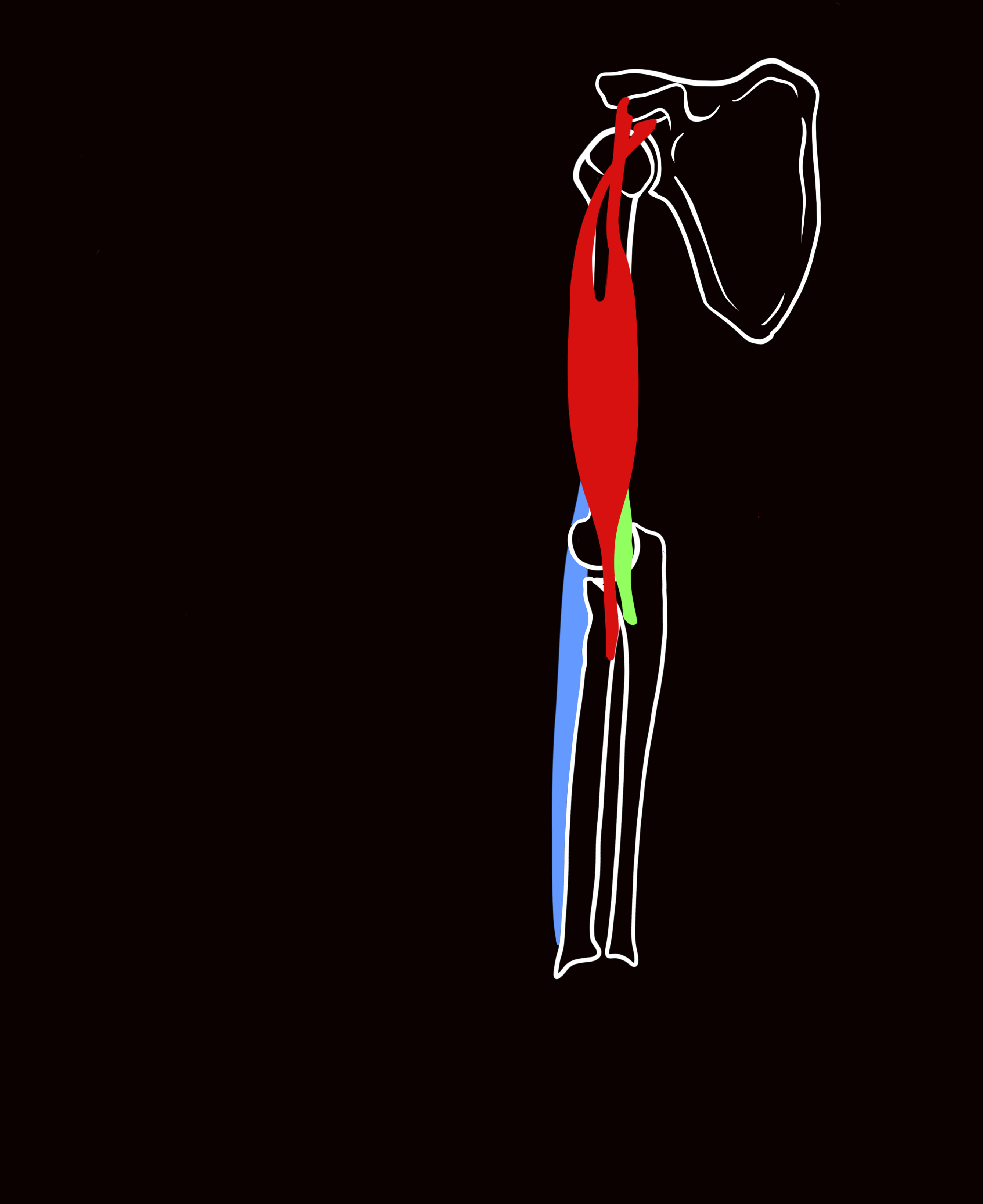 Animated-GIF-Export (1).gif