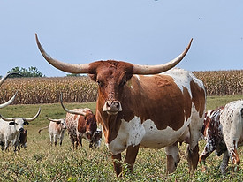 MT TEXAS ROSE.jpg