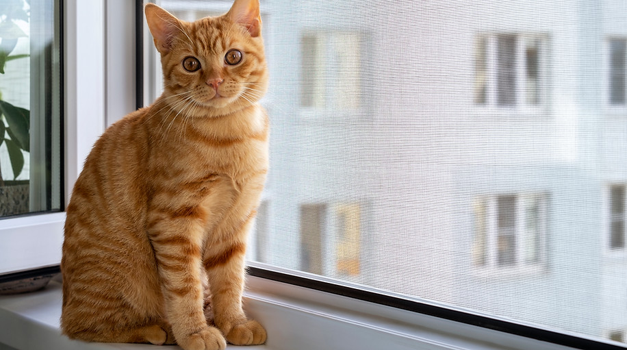 ginger cat next to mosquito net