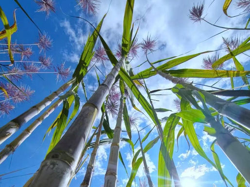 Compostable tableware made from molded fiber has become one of the most widely adopted alternatives to plastic food packaging. 