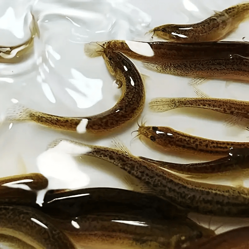 4PC New Loach Bionic Lure Lure Cockroach Soft Bait