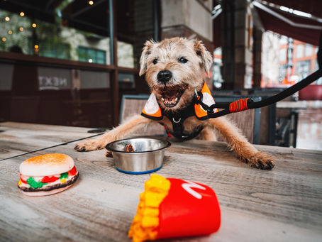 Waggy tails welcome at Hard Rock Cafe Manchester’s Pet Patio