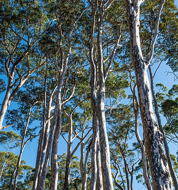 Spotted Gum Trees
