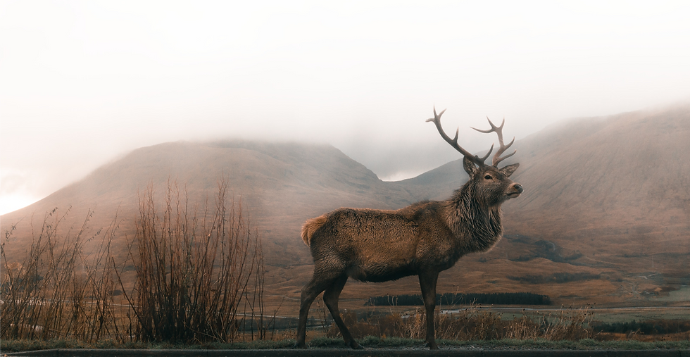deer_edited_edited.png