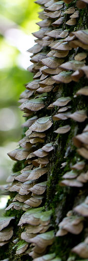 turkey-tail-mushroom-7622485.jpg