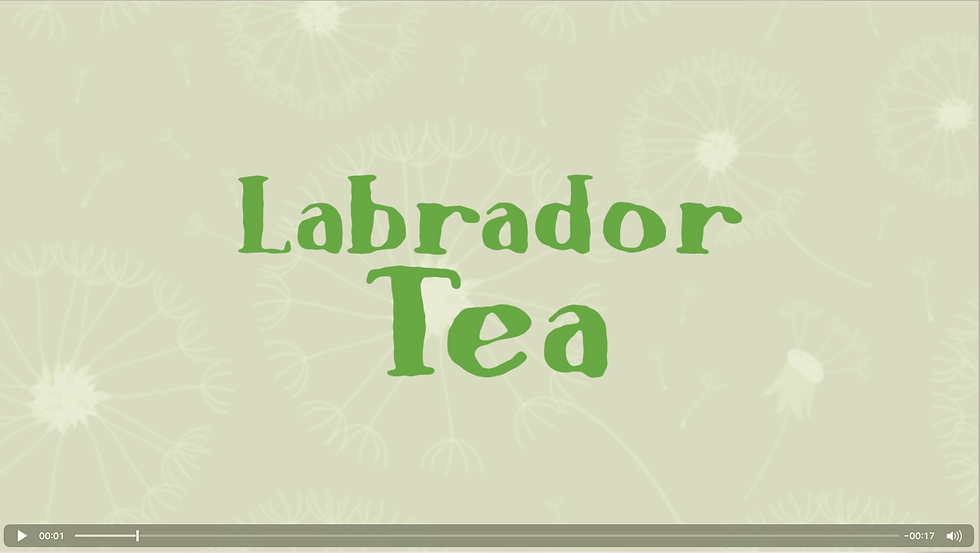 Thumbnail: Labrador Tea Video and Lesson Plan