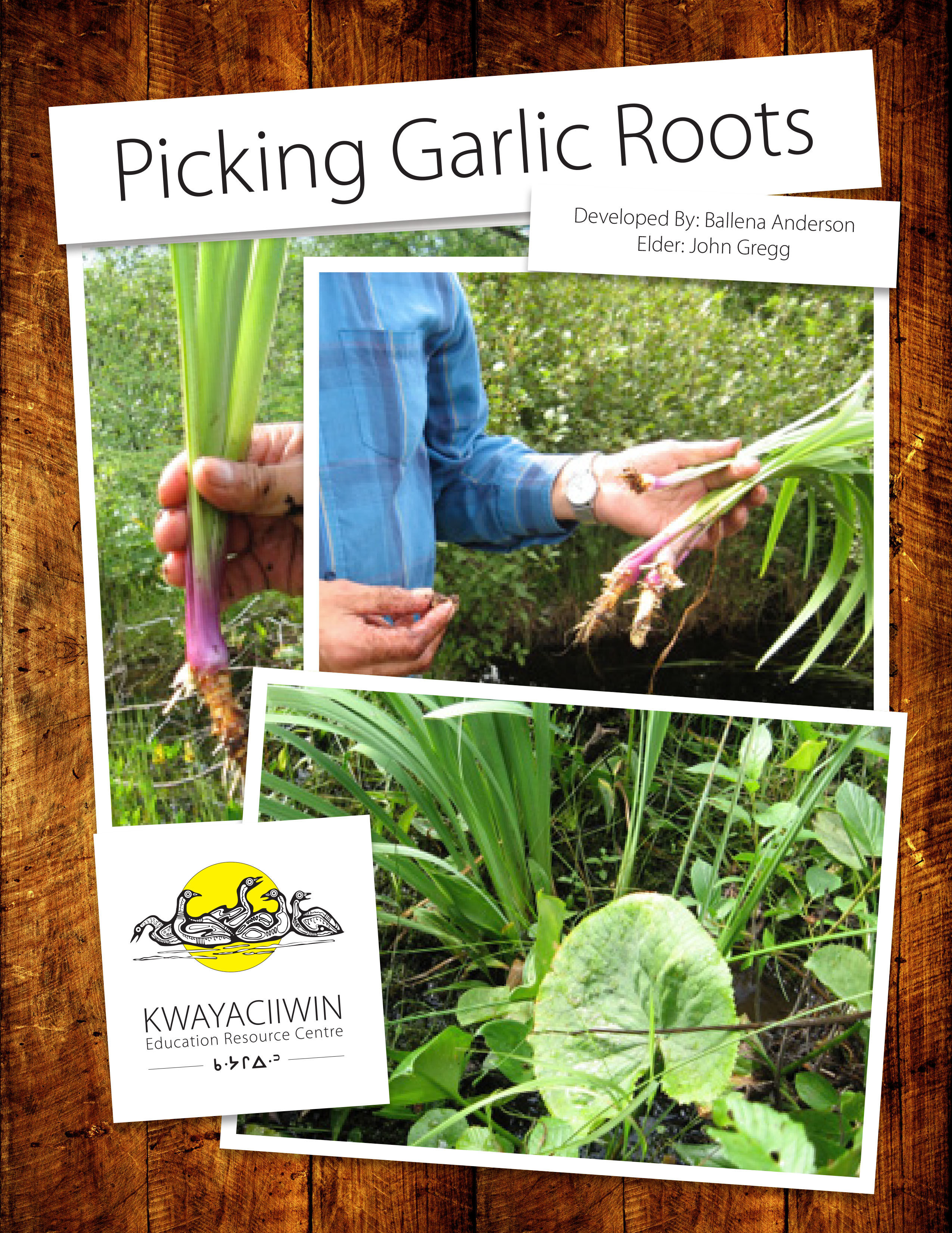 Picking Garlic Roots