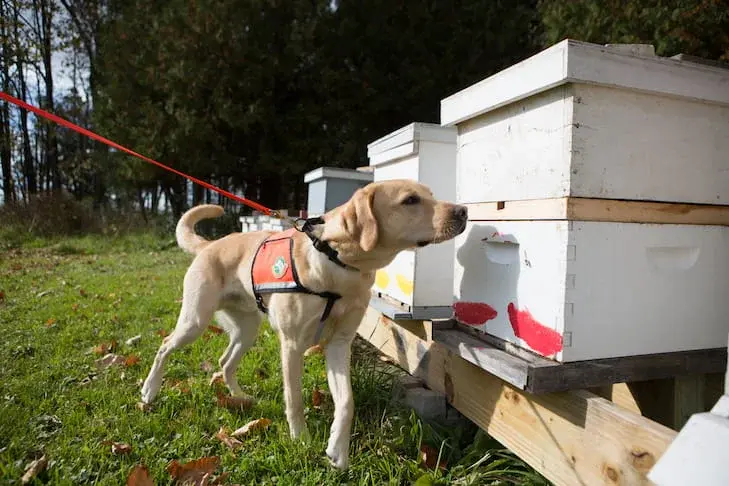 Conservation Detection K9 Training