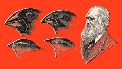 Darwin & the Power of Cumulative Learning