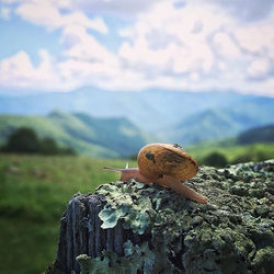 My new obsession_snails ( because I might harvest them) And yet this photo feels symbolic as well