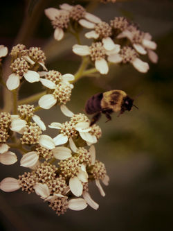 beeinflight