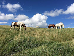this just happened! there weren't any fences!! #horses #free #wild #landscape #equine #animals #clou