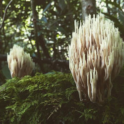 #greatsmokymountainsnationalpark #fungi I love the diversity of this place! So many different mushro