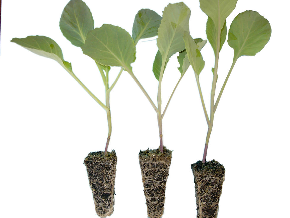 Thumbnail: Cabbage Seedling