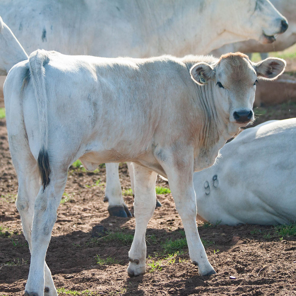Thumbnail: Chianina Calves Gallery 2018