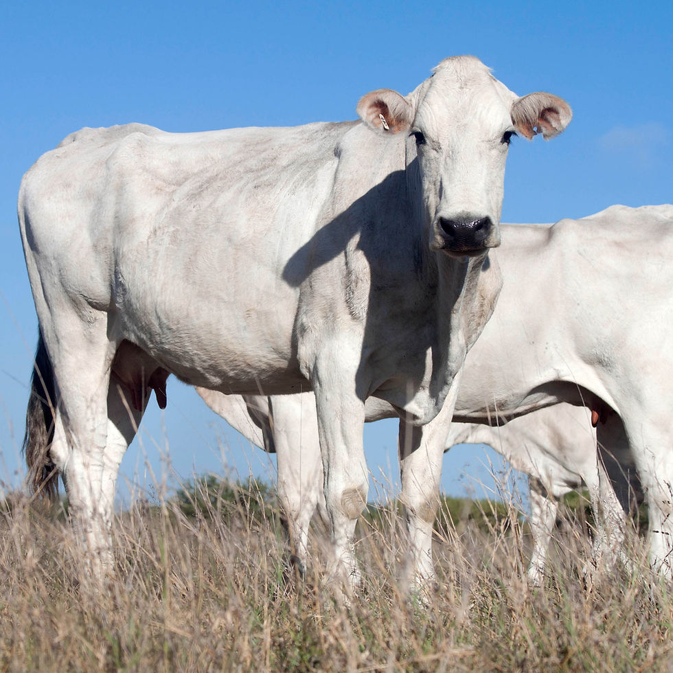 Thumbnail: 2. Chianina Cows Gallery 2018