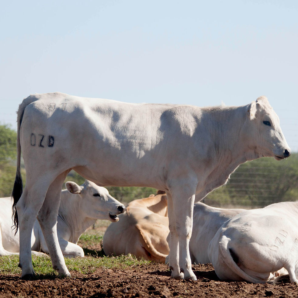 Thumbnail: 2. Chianina Cows Gallery 2018