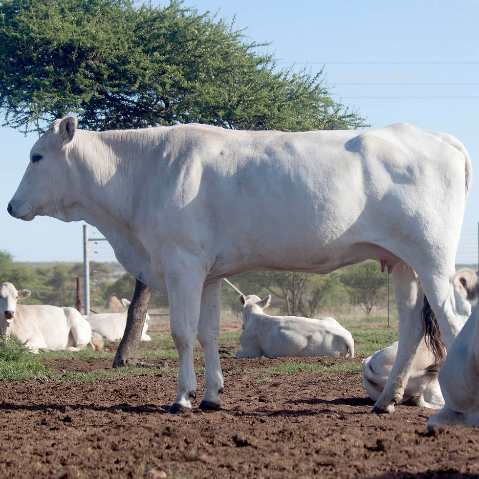 Thumbnail: 2. Chianina Cows Gallery 2018