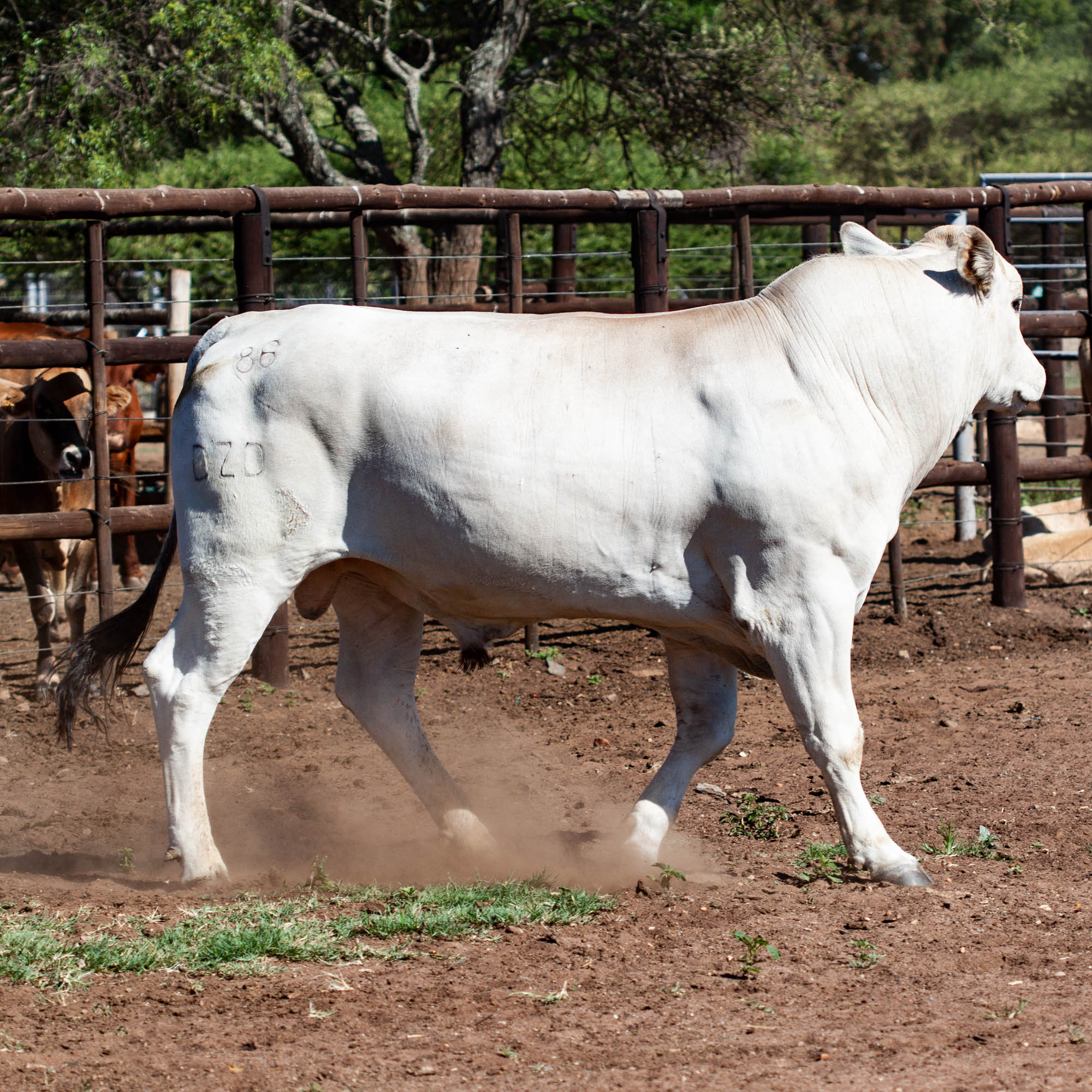 Chianina Bulls 2018 www.marlofarms.co.za