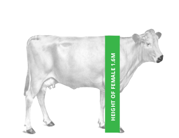Elevato Chianina Cow Height