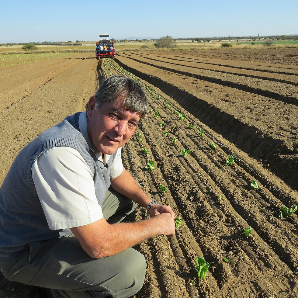 Thumbnail: Lettuce Seedling