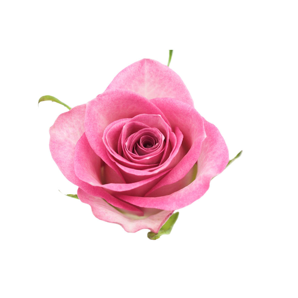 Thumbnail: Pink Flame