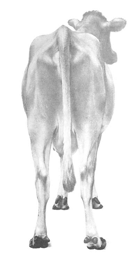 Elevato Chianina Cow Back