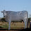 Thumbnail: 2. Chianina Cows Gallery 2018