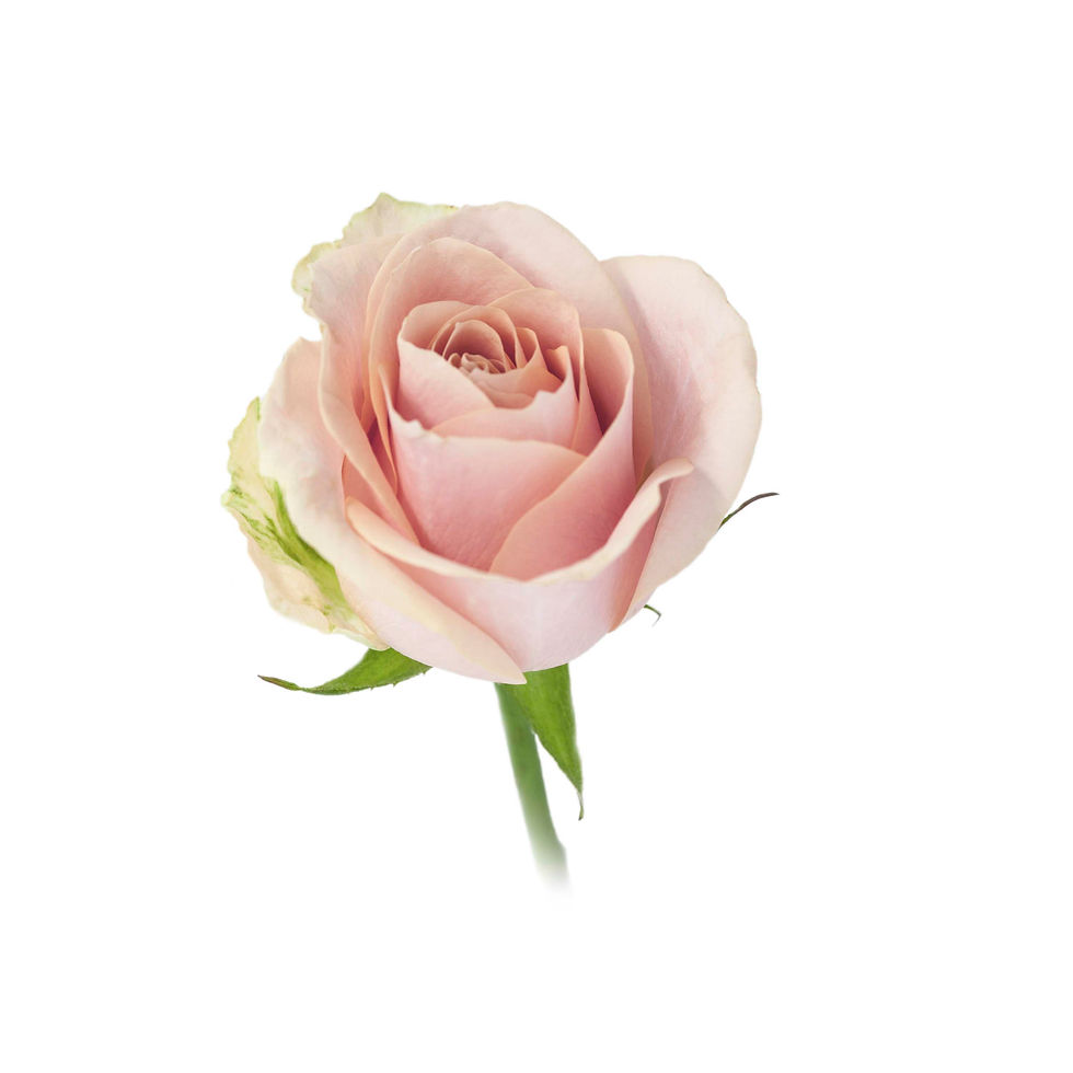 Thumbnail: Pearl Avalanche+