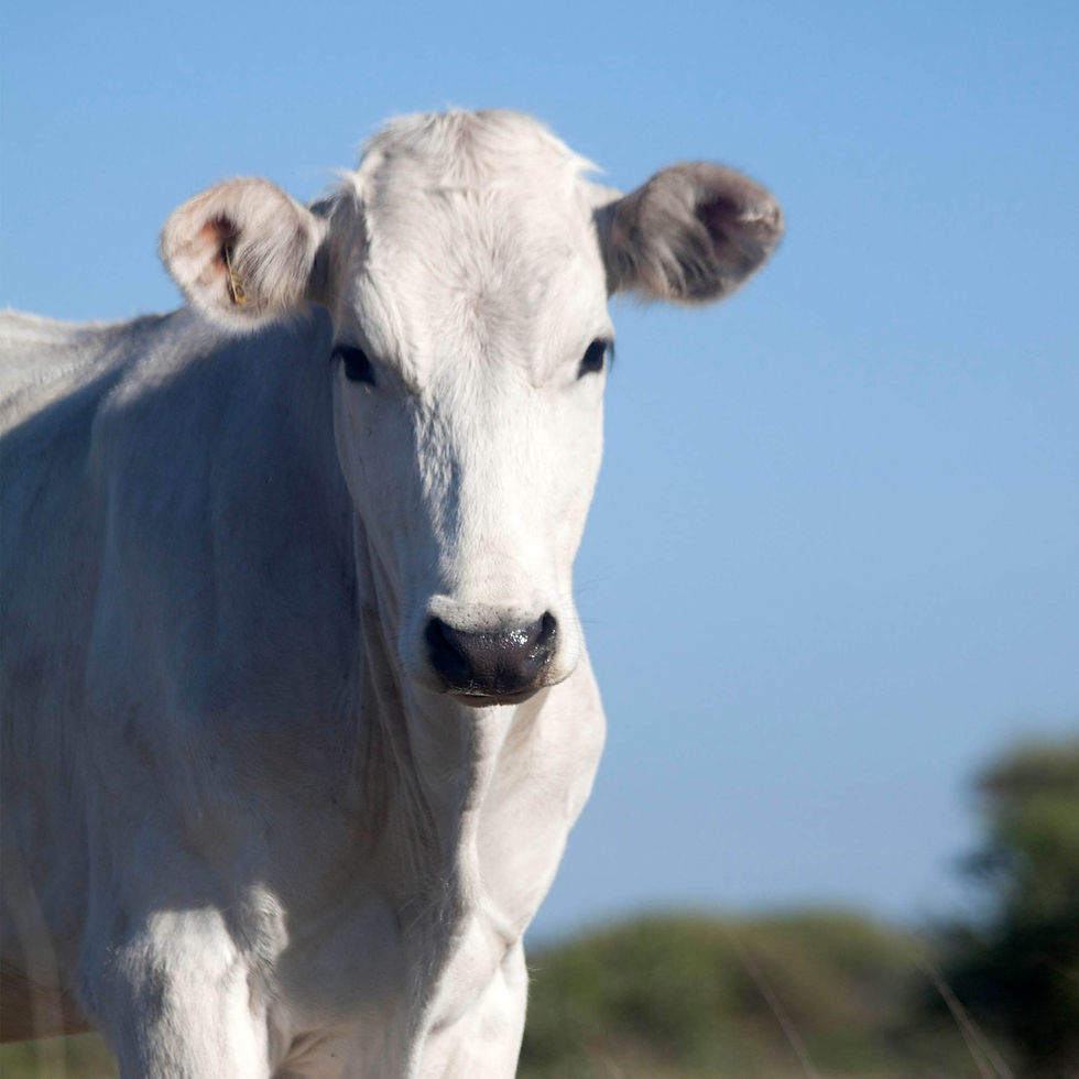 Thumbnail: 3. Chianina Cows Gallery 2018