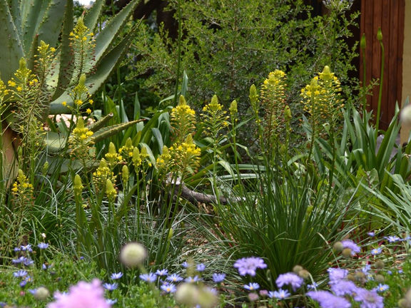 Bulbine-abyssinica-beautiful-yellow-flowers-for-the-garden-bed.jpg